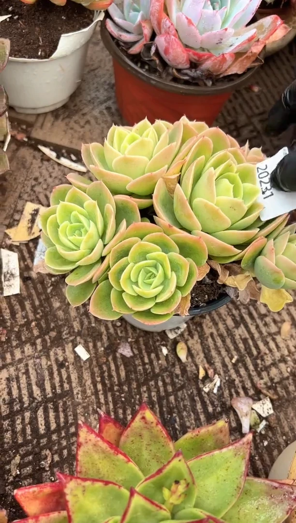 小*多肉植物一物一拍20231