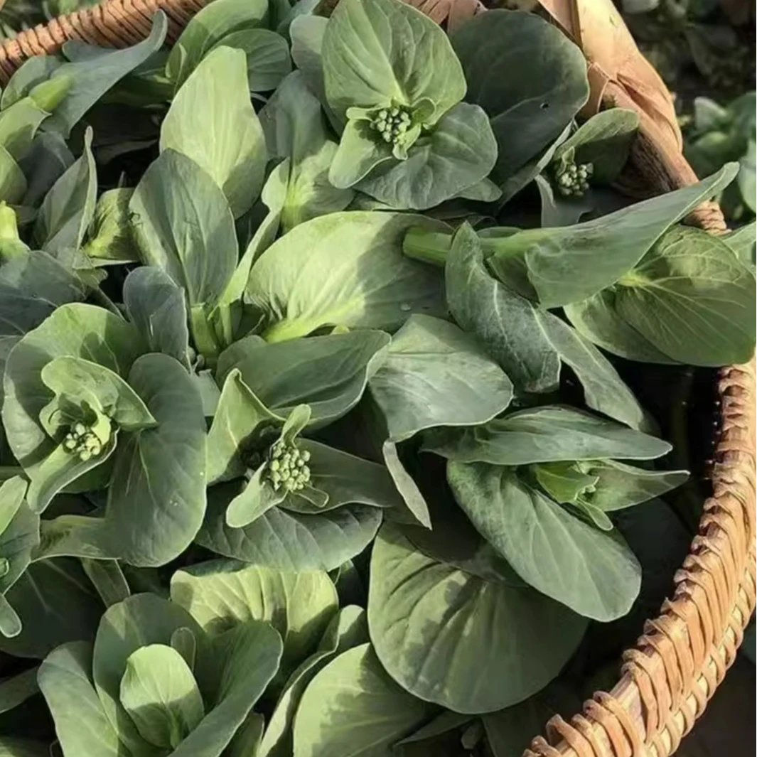 【菜苔】苏北特产菜苔青菜心现采现发