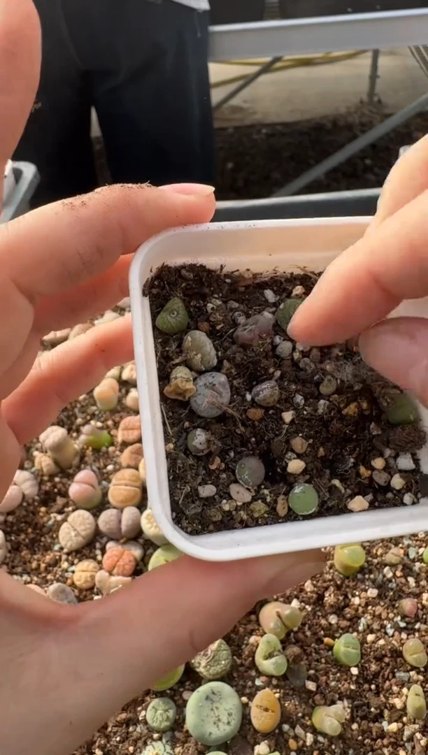 【闪购商品】7-208