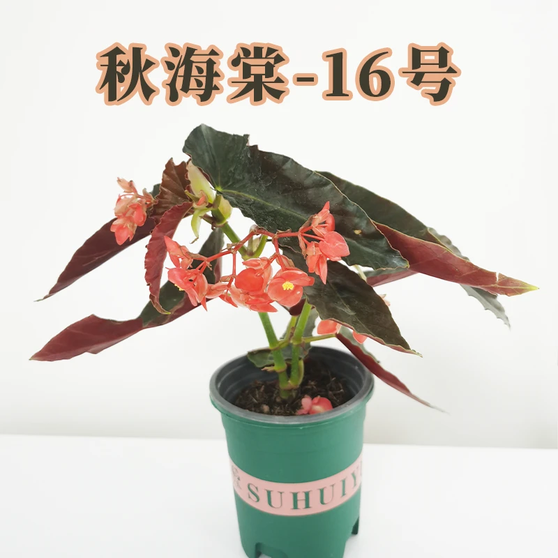 秋海棠花卉盆栽易活四季观叶适合客厅养殖秋海棠（拍一发九）