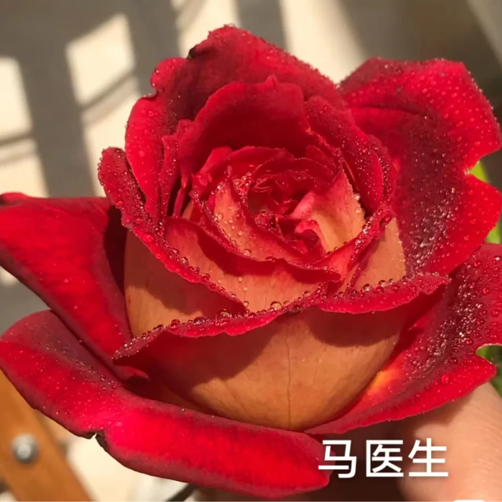 【马医生特大苗】双色大花浓香