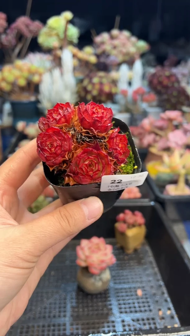 【闪购商品】22不带盆