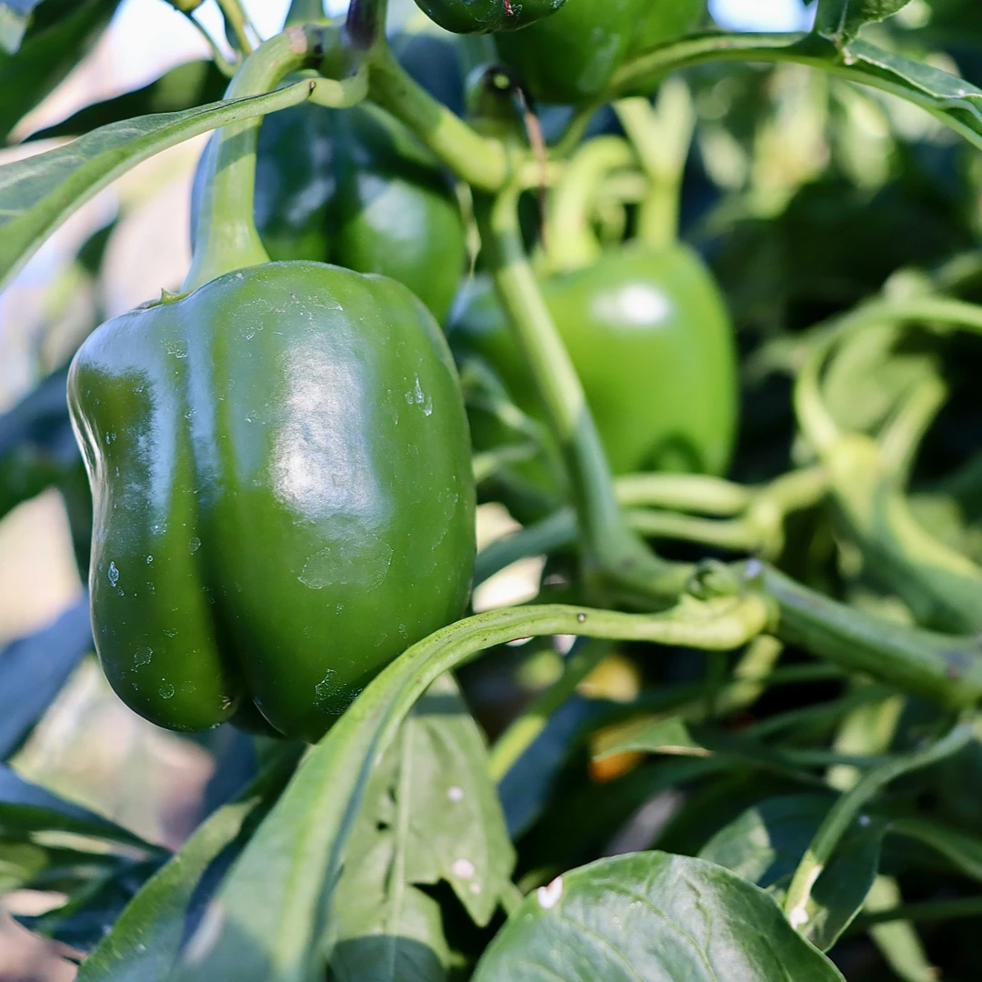 青甜椒  /柿子椒 / 北京本地 / 绿色种植 / 新鲜味美 / 现摘现发