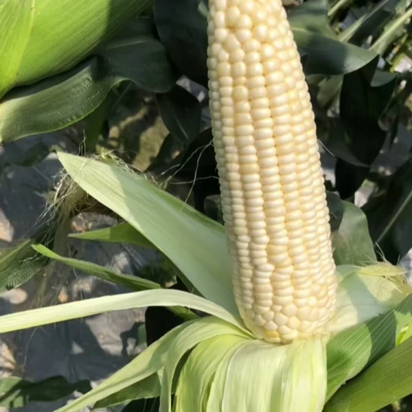 京甜糯 蔬菜种子 易种植  口感软糯香甜