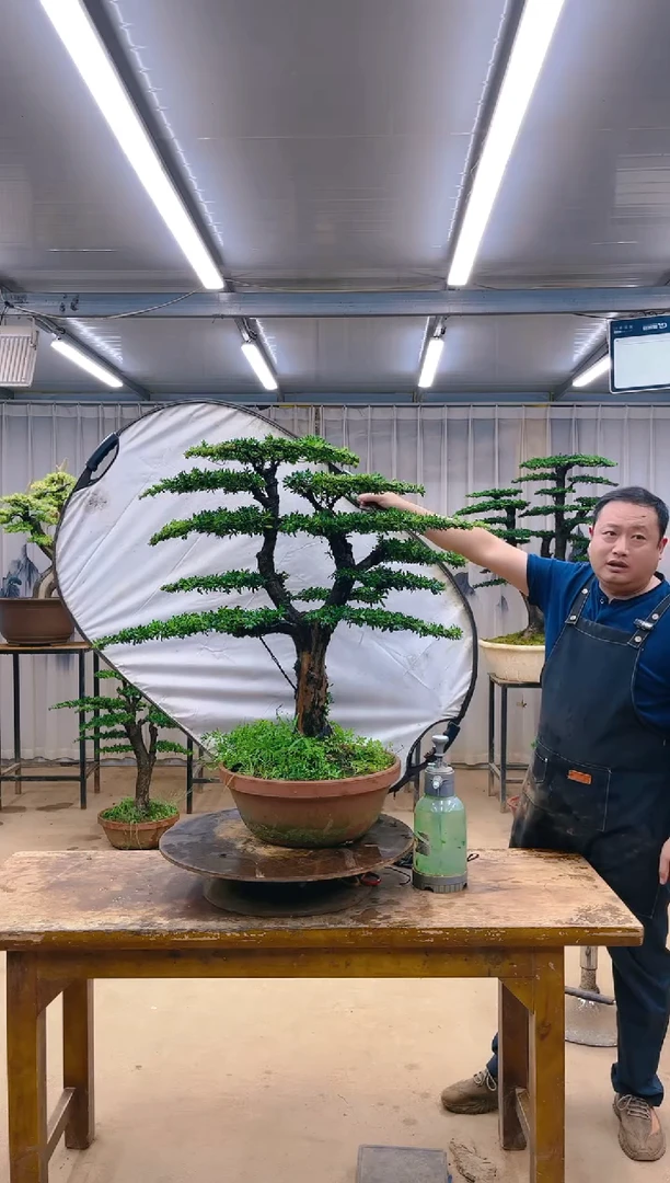 无花朵精品盆景  一物一拍