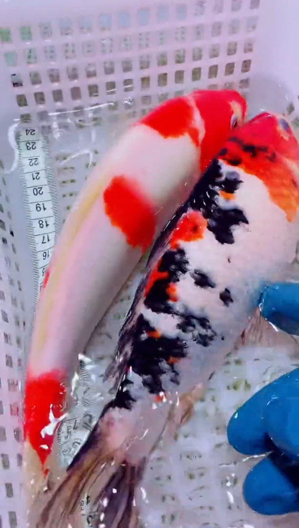 锦鲤血统锦鲤全场包邮175