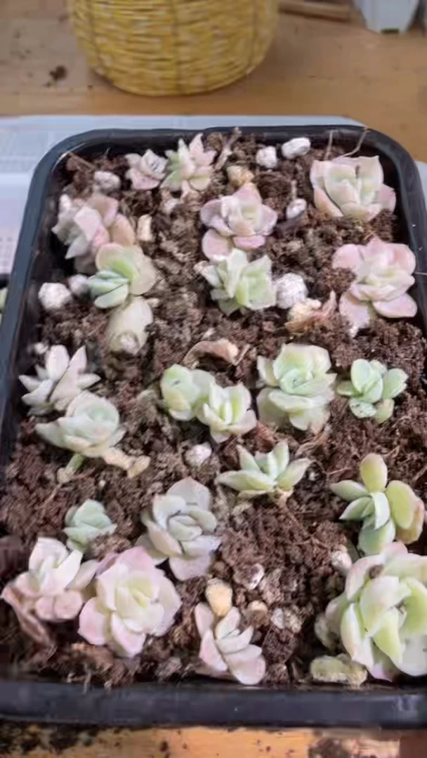 虾饺 切糕1盒 量拍混发