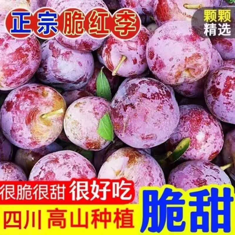 S正宗四川脱骨李新鲜应季水果脆甜多汁小脆红-果园直发