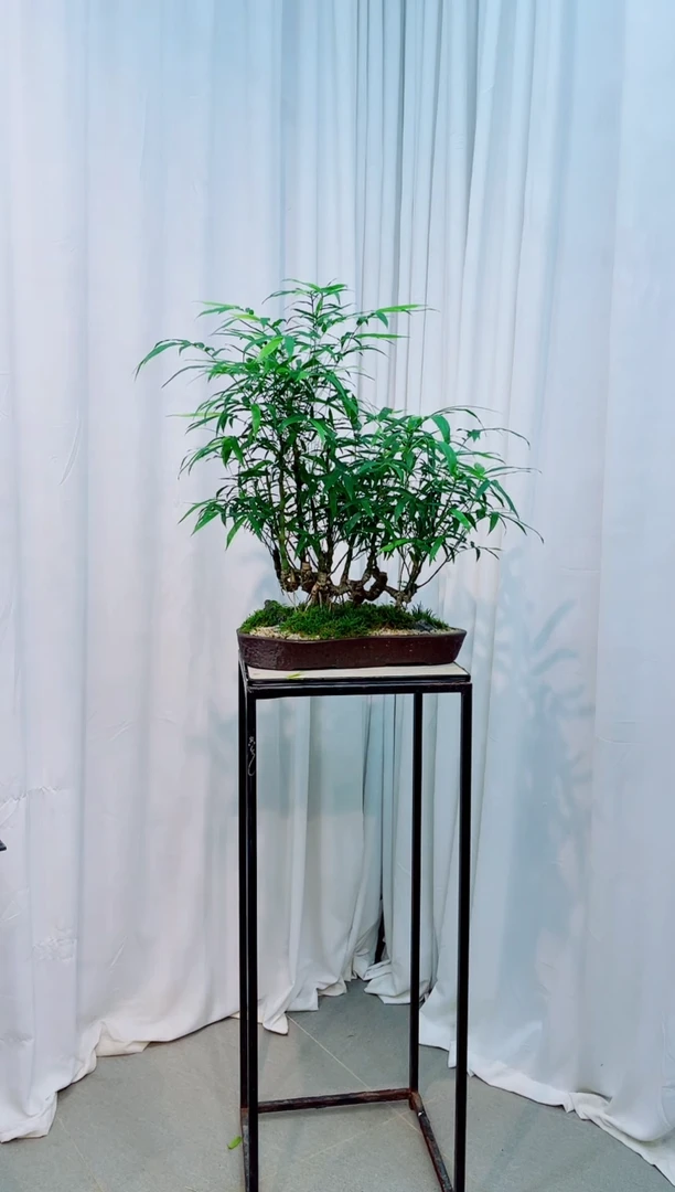 无花朵竹子盆景盆栽