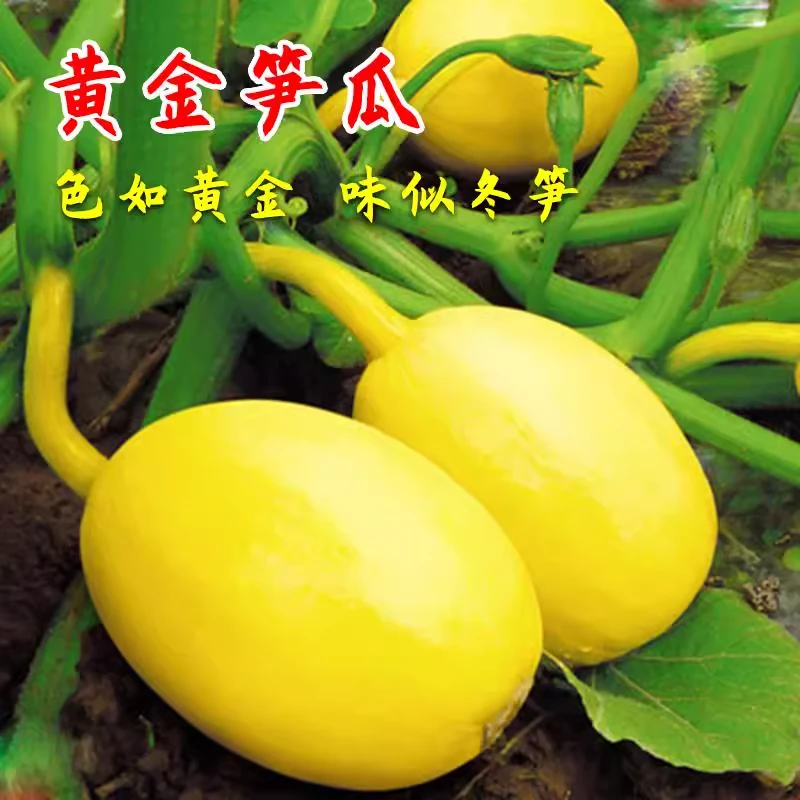 黄金笋瓜种子 特色蔬菜种子 早熟抗病南瓜种籽 小菜园蔬菜孑