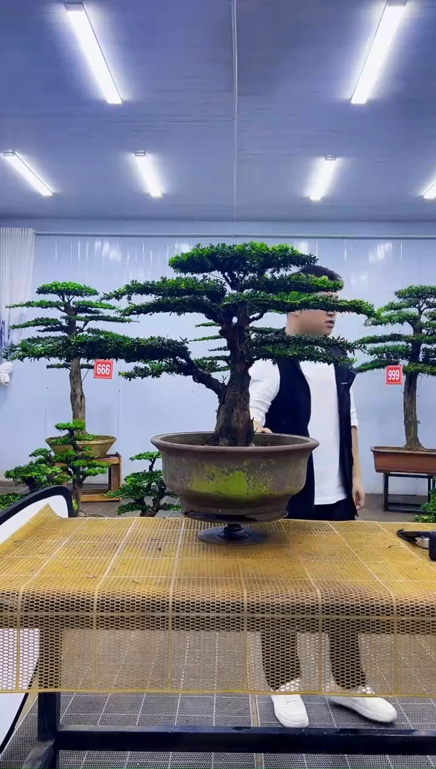 无花朵000000000000000