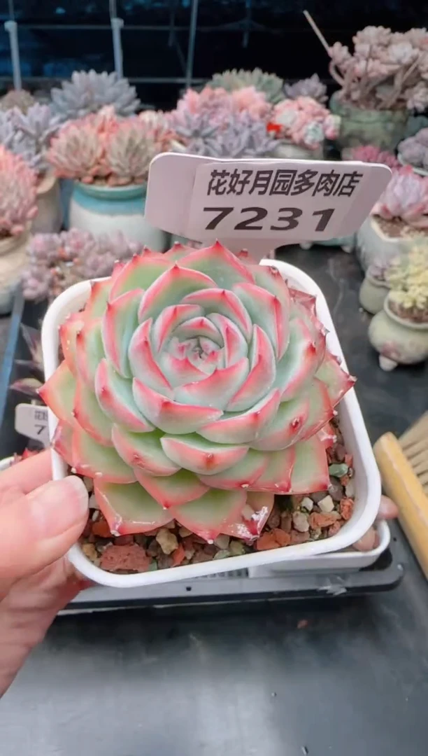 【闪购商品】7231.