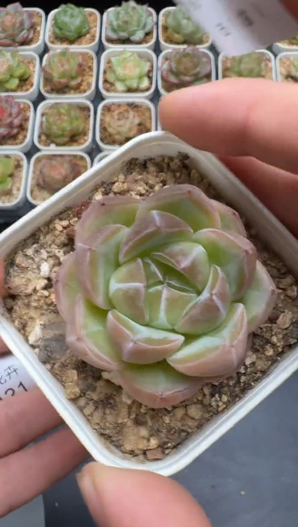 120G云禹多肉植物 脱土纸巾打包 3颗包邮