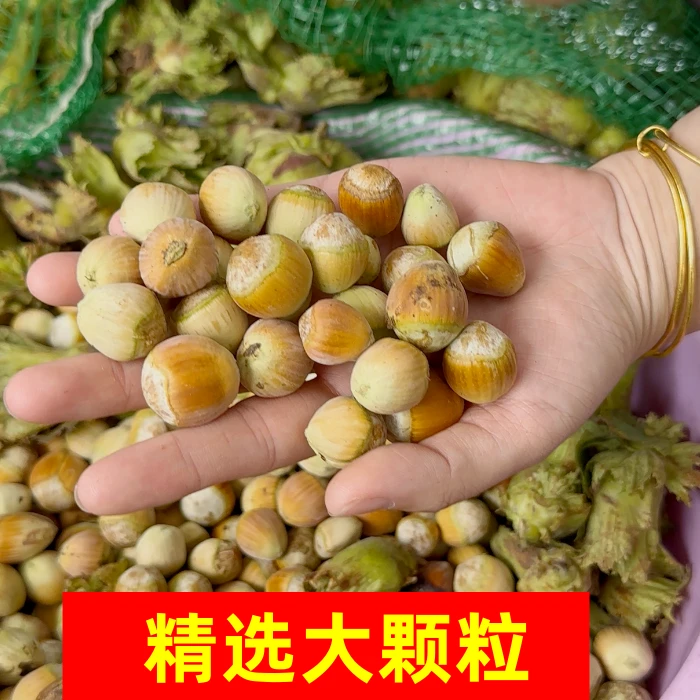 【专】2025年脱皮水仁大榛子新货新鲜不带绿皮水瓤送钳子