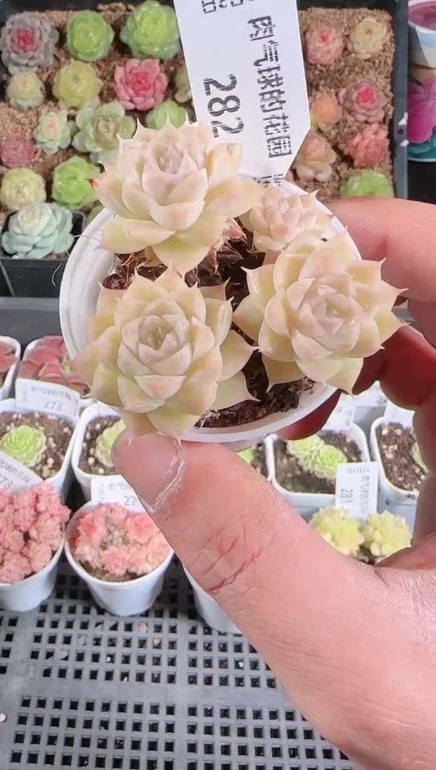 1203-282多肉群生不包整