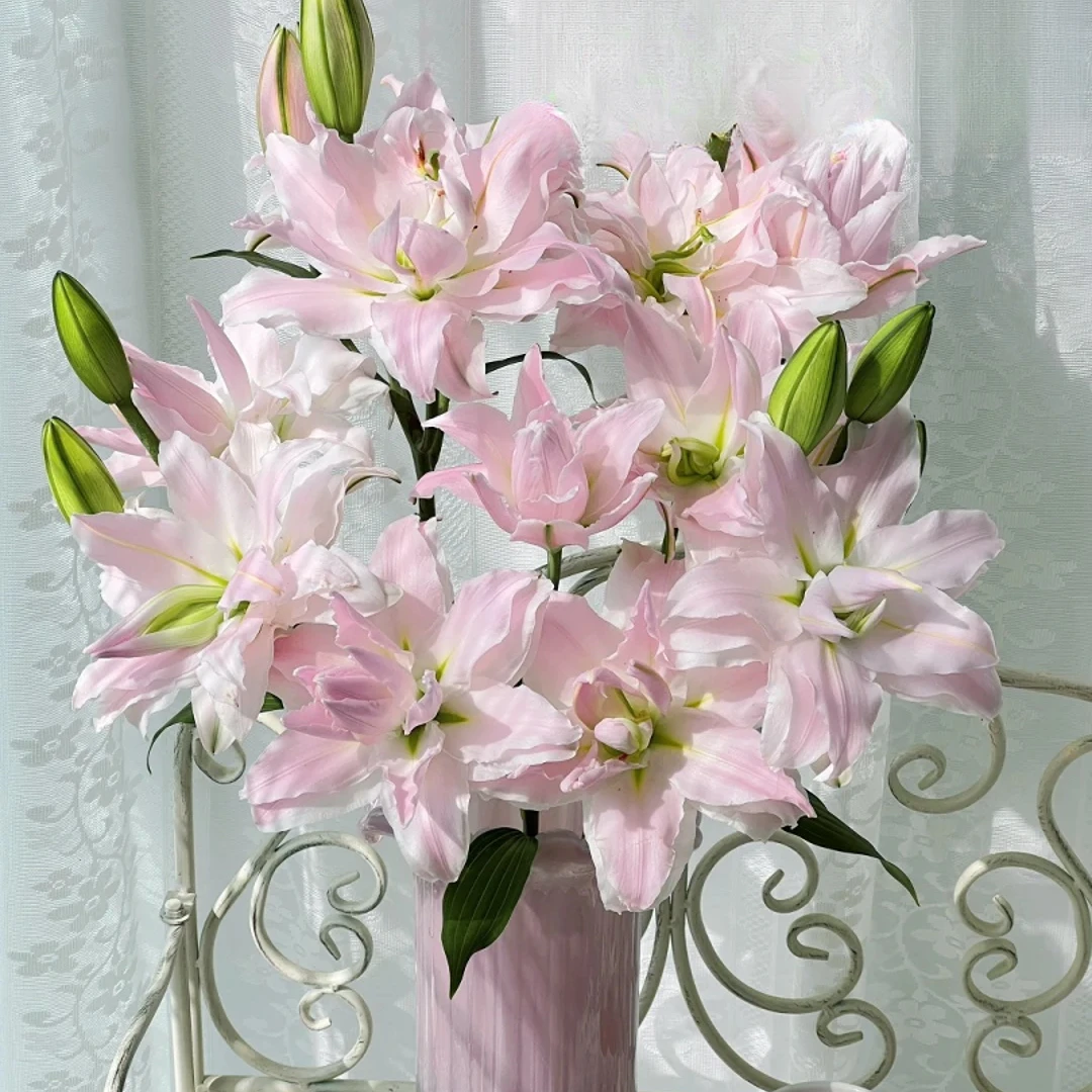 【花言罐舍】女神重瓣百合 一单包邮 云南鲜花昆明基地现采现发