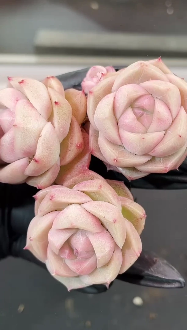 闪购2364  小纯多肉一颗  3.8厘米