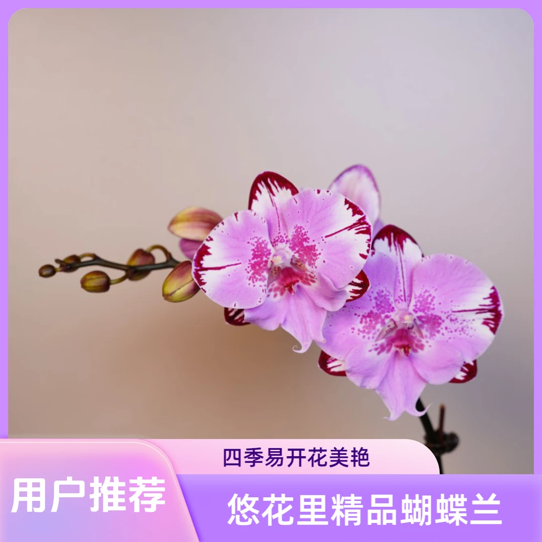 悠花里蝴蝶兰（米其乐朵）3.0寸 带花带花苞开花珠发货