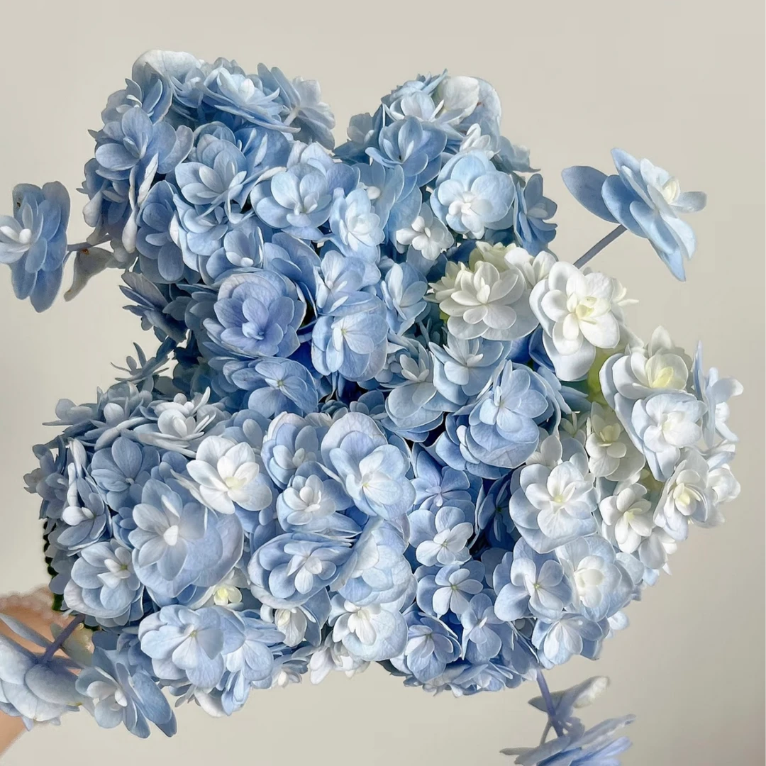 【头花老桩】不带花发货 云南绣球花苗老桩地栽盆栽阳台庭院