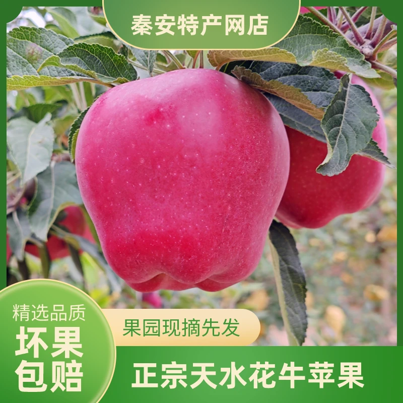 天水花牛苹果 高山种植 脆甜多汁 果香浓郁