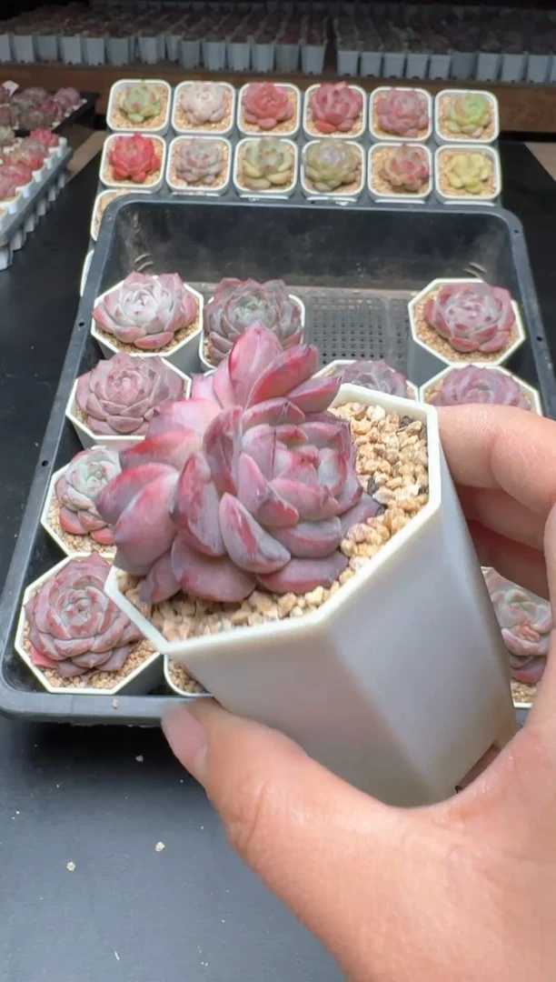 【闪购商品】666B物拍多肉带盆土6.5杯拍3颗包柚