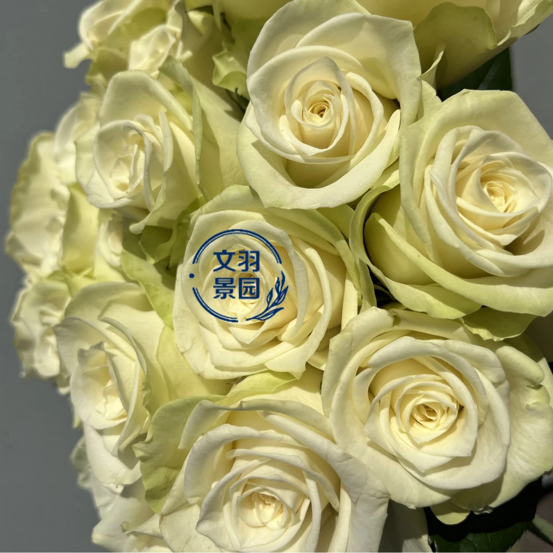 文羽景园【白雪公主】切花月季多季节重复开花