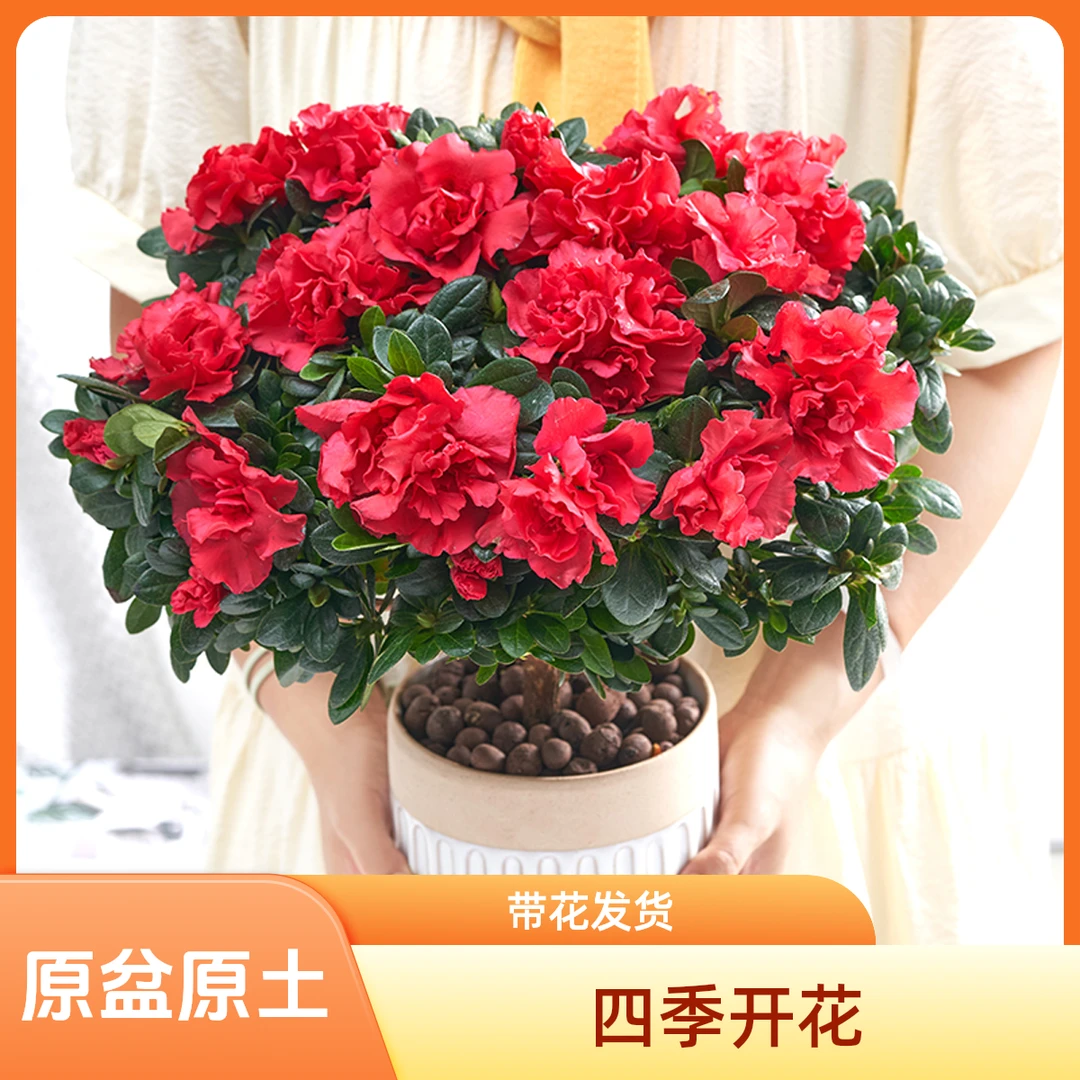 杜鹃花盆栽室内外阳台植物四季开花带苞老桩好养易活耐寒绿植花卉