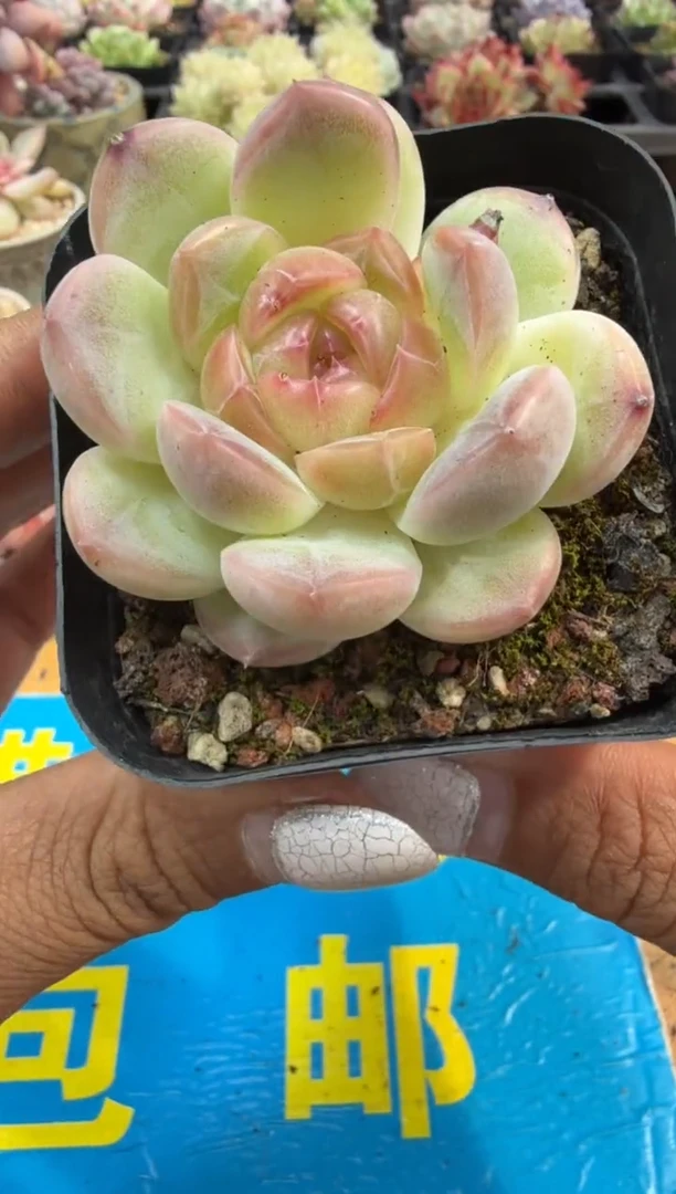 东云多肉园二店-439