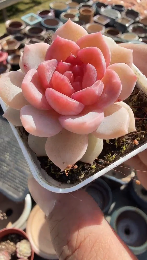 东云多肉园新款-42