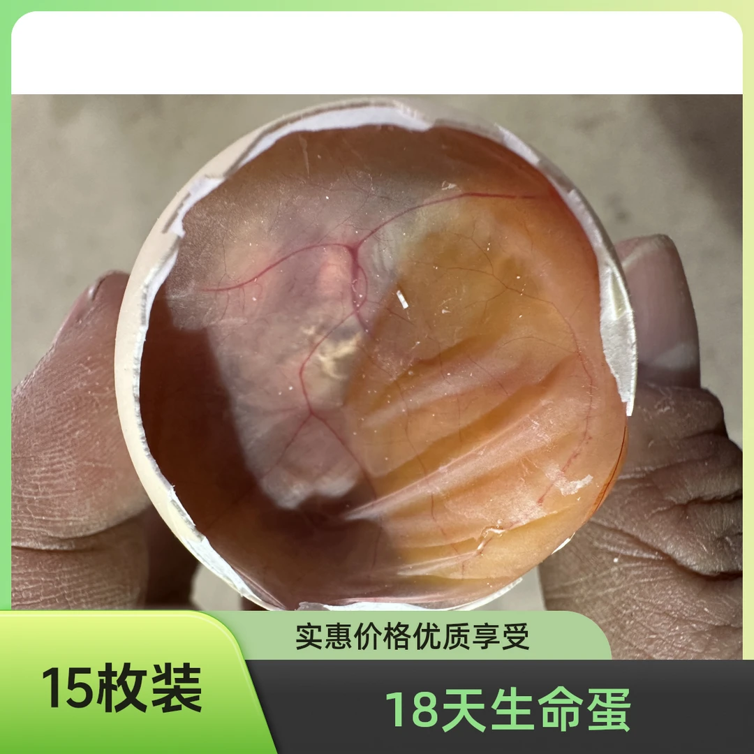 【18】天鲜活生命蛋，15枚！