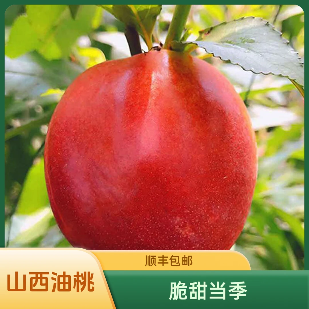 【顺丰包邮】山西运城黄心麻点油桃当季新鲜脆甜5斤装