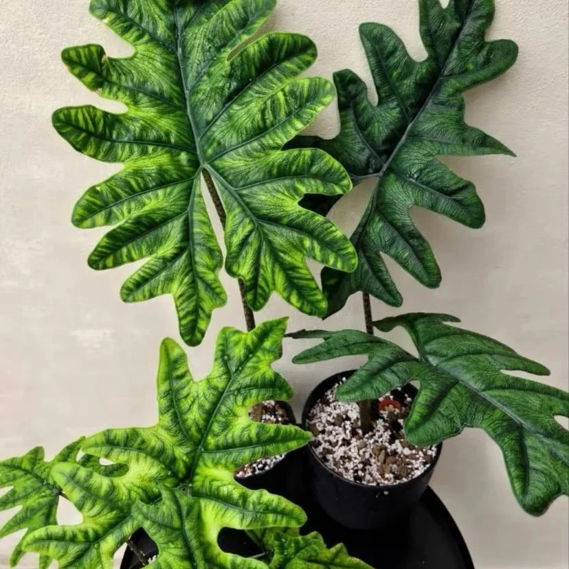 【有植依海芋】杰克琳海芋进口稀有氛围感观叶绿植盆栽适合阳台新手