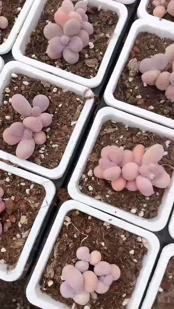 【闪购商品】十方奶酪三头多肉