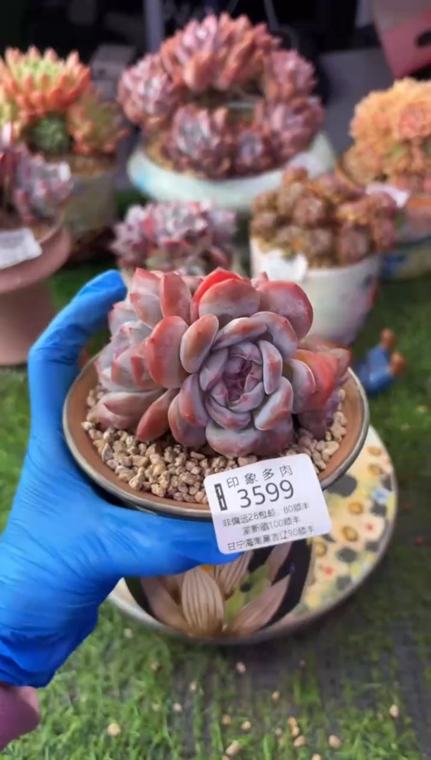 昆明印象多肉3599