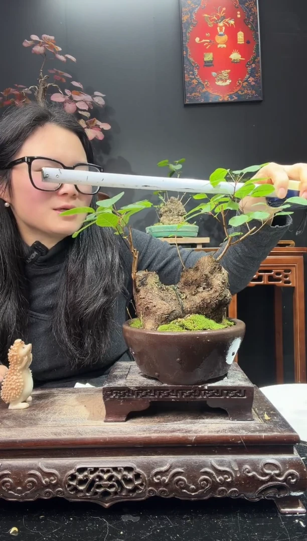 完全开放黄栌000