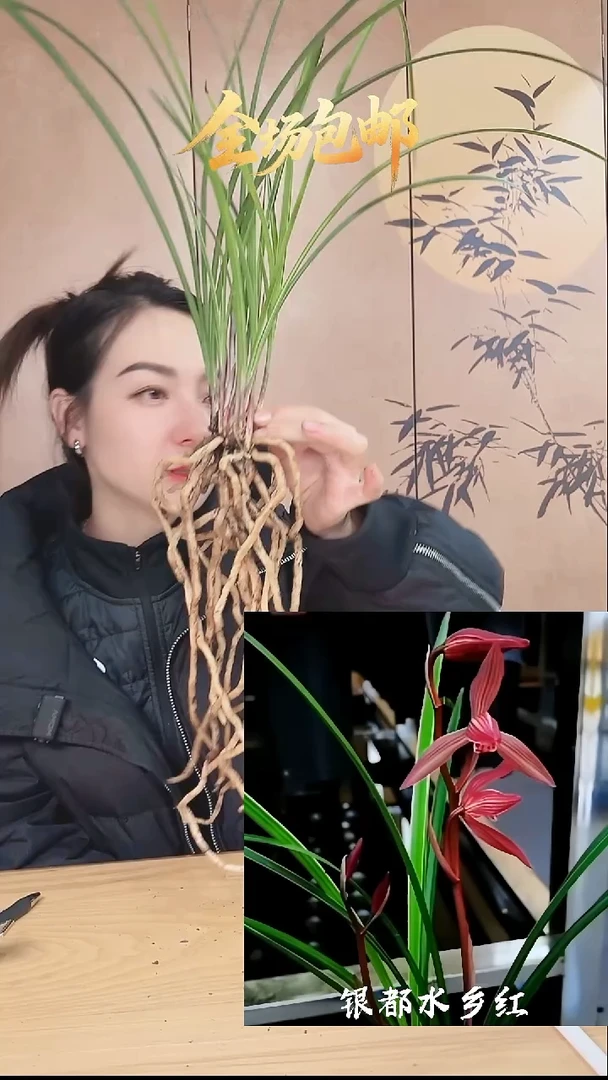 当前无花栽培后可以开花：银都水乡红