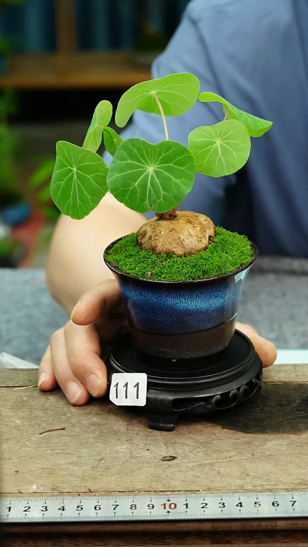 无花朵苔藓微景观111号