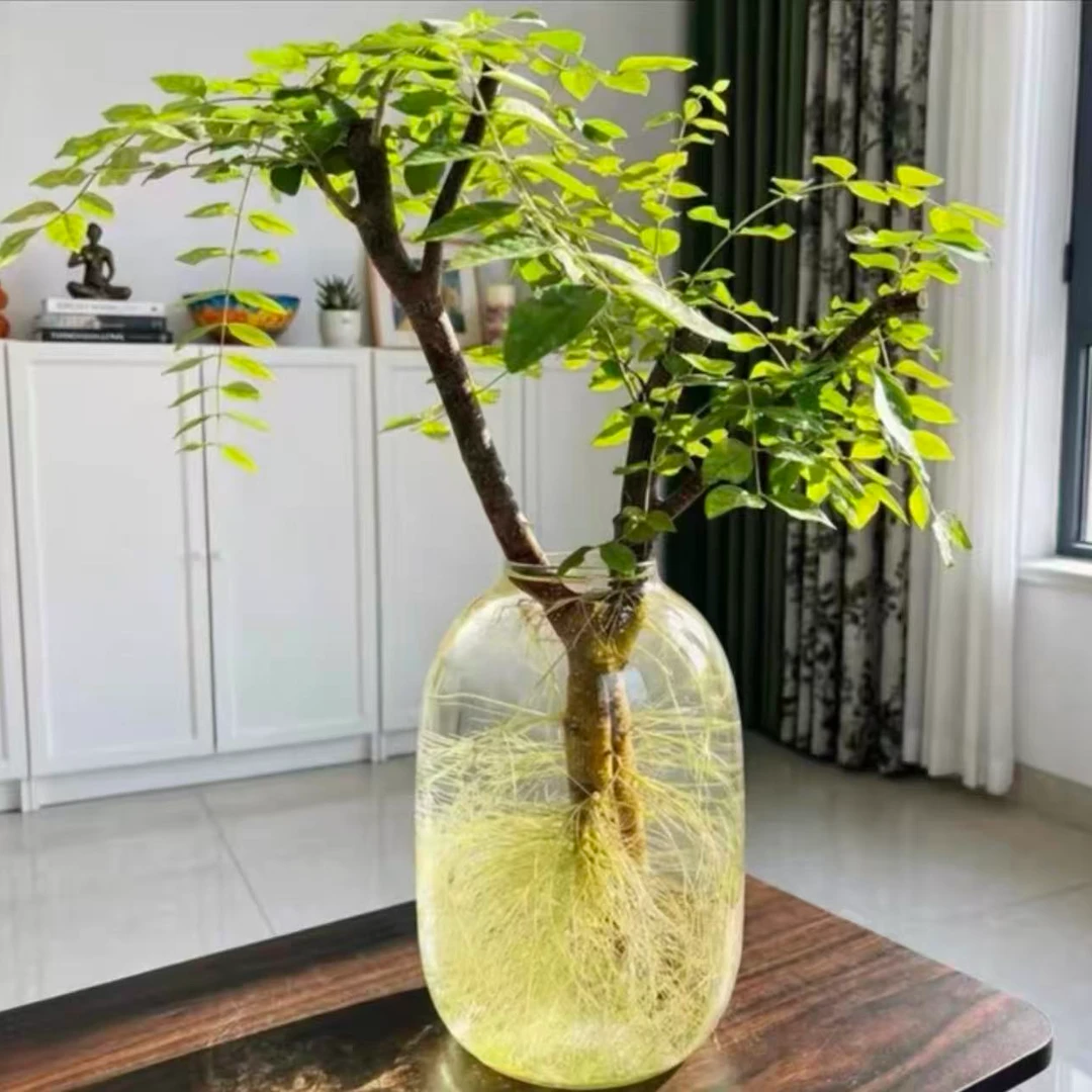 水培小叶女贞鲜切枝室内好养绿植可生根发芽桌面摆件