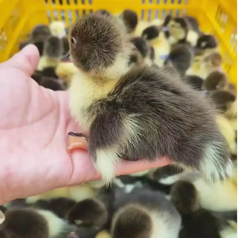 宠物柯尔鸭红头番鸭鸳鸯鸭呆萌宠物 网红鸭活体发货【出壳】