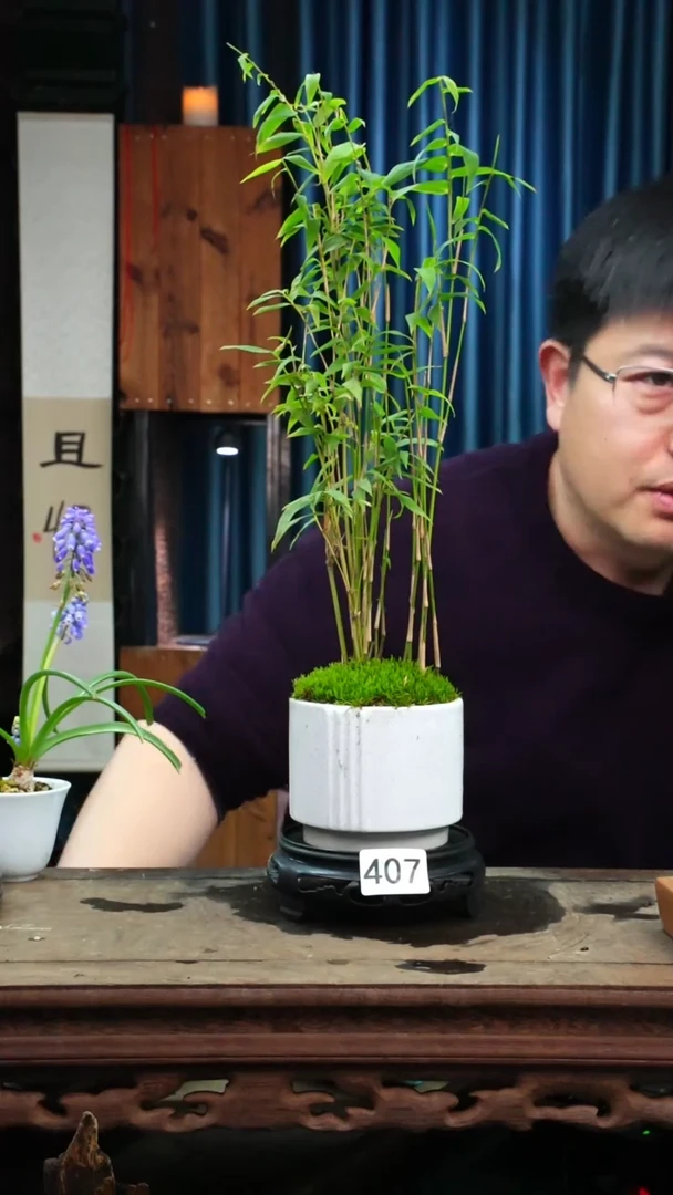 【闪购商品】苔藓微景观407号