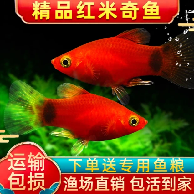 胎生鱼苗米奇鱼小鱼观赏鱼热带鱼小型淡水好养耐活米奇鱼玛丽鱼
