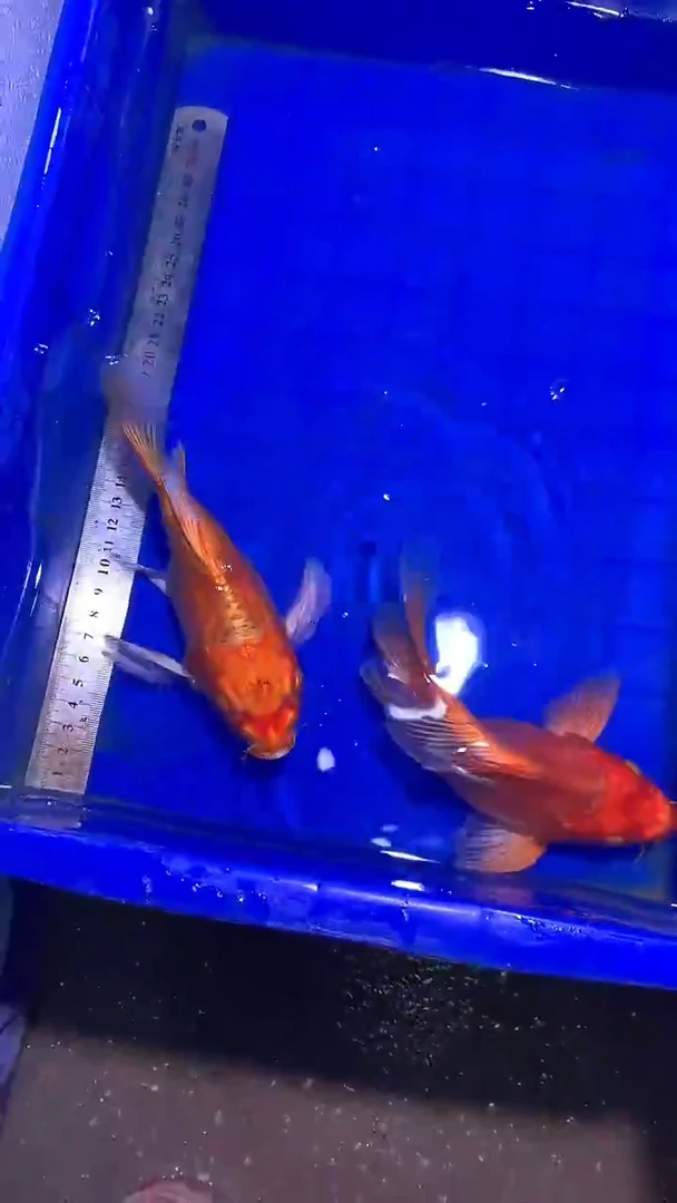 蝴蝶鲤鱼蝴蝶鲤直播选鱼专用链接 凭开箱视频售后