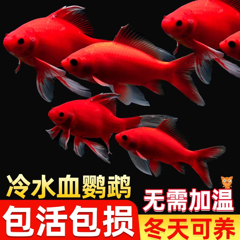 血红鹦鹉好养耐活金鱼招财黑眼淡水鱼纯种鱼观赏鱼观赏鱼冷水红鱼