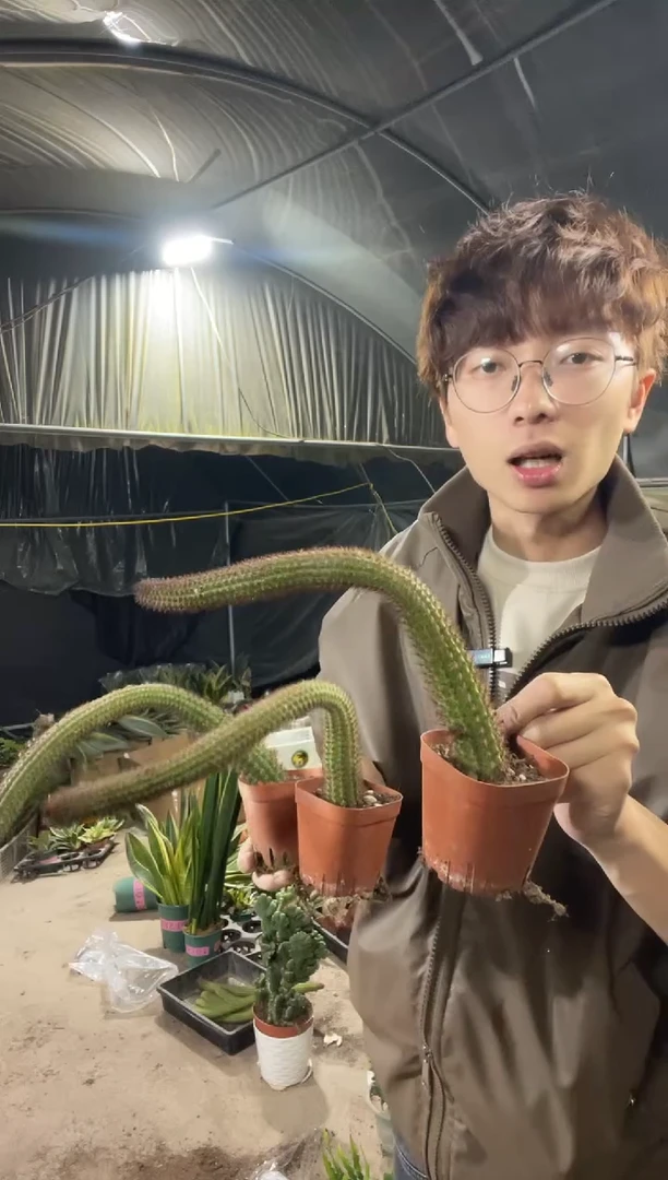 【闪购商品】垂吊金妞脱土3棵9.9