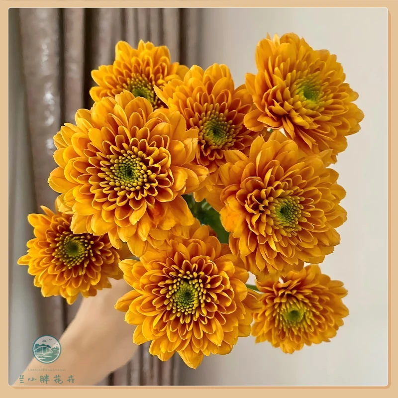 【兰小胖】精选小菊-乔尼10枝装 超长花期鲜花 简易养护 顺丰包邮