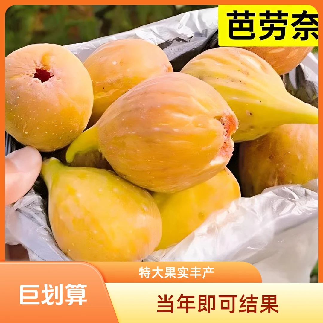 【芭劳奈】无花果树果苗特大果南方四季种植阳台盆栽庭院当年结果