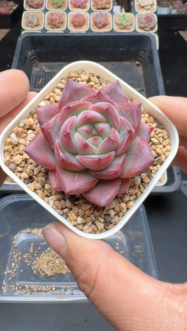 【闪购商品】930A物拍多肉带盆土6.5杯拍3颗包柚