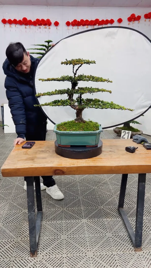 【闪购商品】盆景盆景