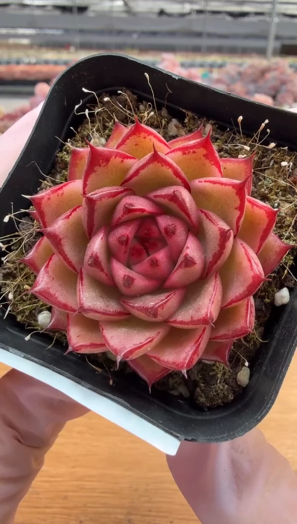 东云多肉园三店-03