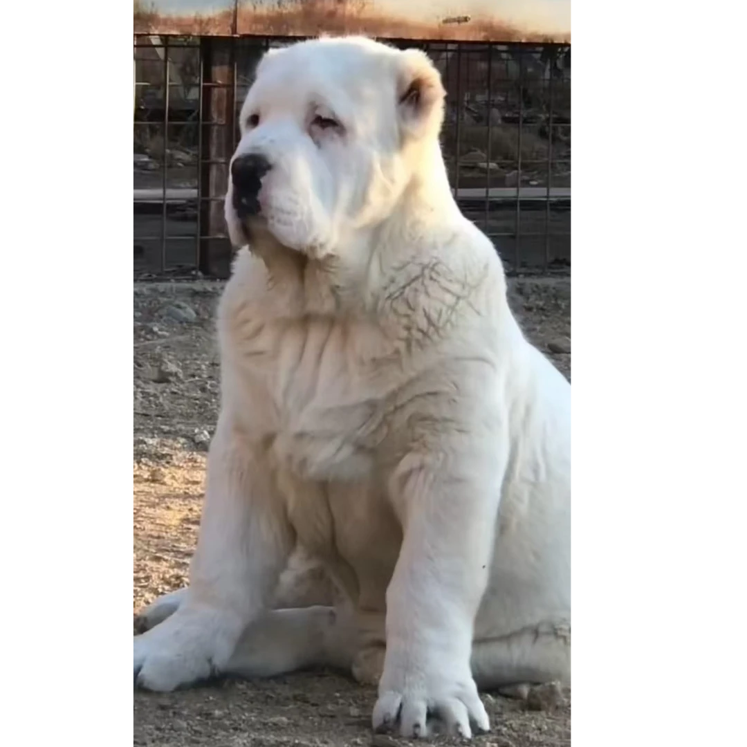 （苏C）中亚牧羊犬狗狗活体链接 一狗一价 一狗一拍